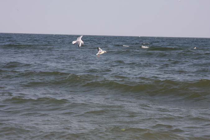 kartsev_007